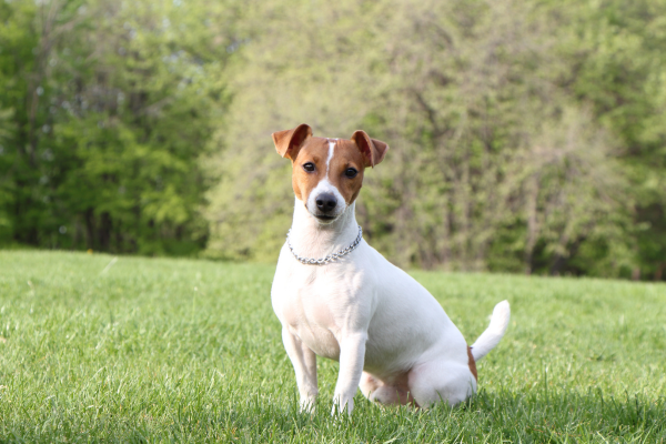Jack Russell teriér